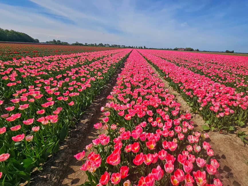 From Amsterdam: Tulip Tour Keukenhof & City Tour Delft - Keukenhof flowers before lunch