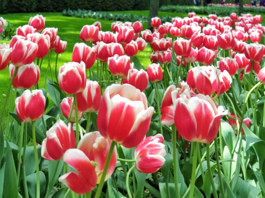 From Amsterdam: Tulip Tour Keukenhof & City Tour Delft - The ride from Amsterdam to the gardens