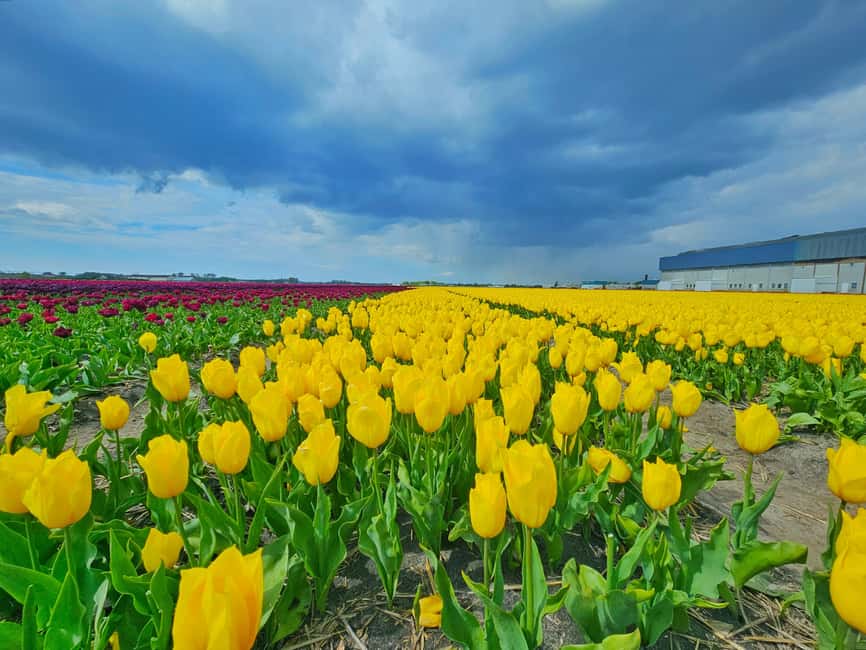 From Amsterdam: Tulip Tour Keukenhof & City Tour Delft - Delft Blue pottery, with an important distinction