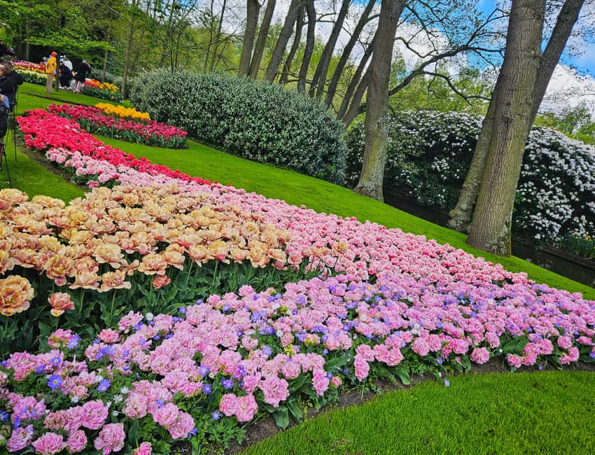 From Amsterdam: Tulip Tour Keukenhof & City Tour Delft - Walking Delft’s old center