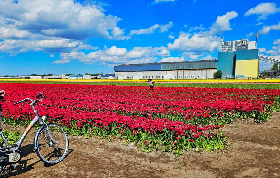 From Amsterdam: Tulip Tour Keukenhof & City Tour Delft - Is $169 a fair price?