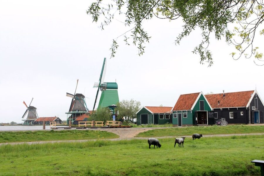From Amsterdam: Windmills of Zaanse Schans Tour - Language, guide support, and group style