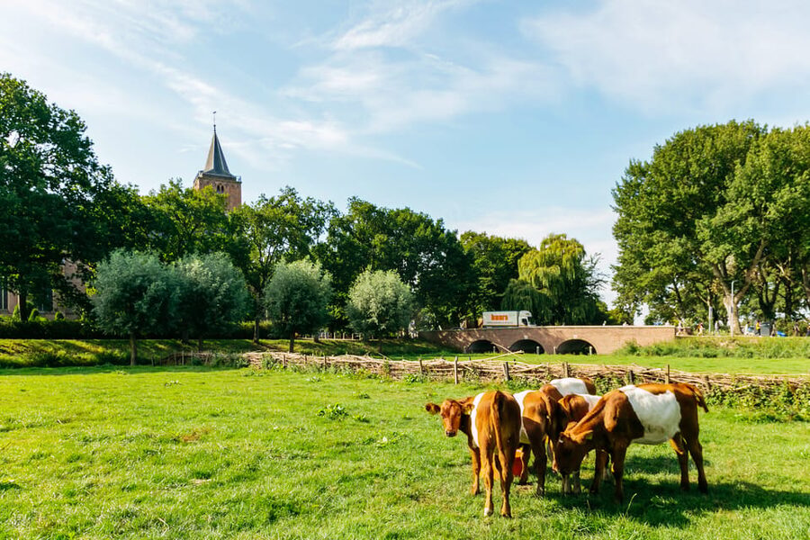 From Amsterdam: Zaanse Schans, Edam, & Marken Full-Day Trip - Is the optional canal cruise worth adding?
