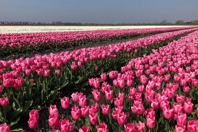 Full day tour to Texel - Friesian Islands - from Amsterdam - Five hours among Texel’s villages, dunes, and beaches