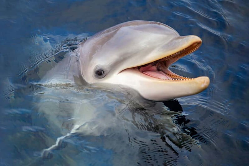 Harderwijk: Dolfinarium Entry Ticket - What to bring and what to leave at home