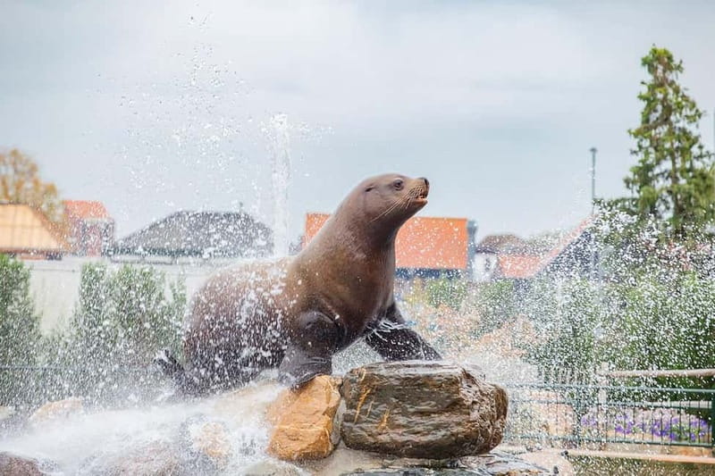 Harderwijk: Dolfinarium Entry Ticket - Who will enjoy the Dolfinarium most?