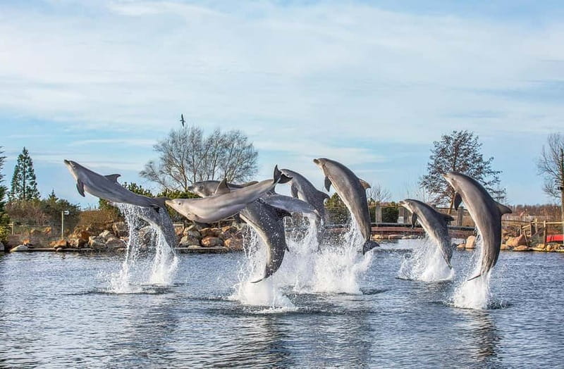Harderwijk: Dolfinarium Entry Ticket - Animal presentations give the day its rhythm