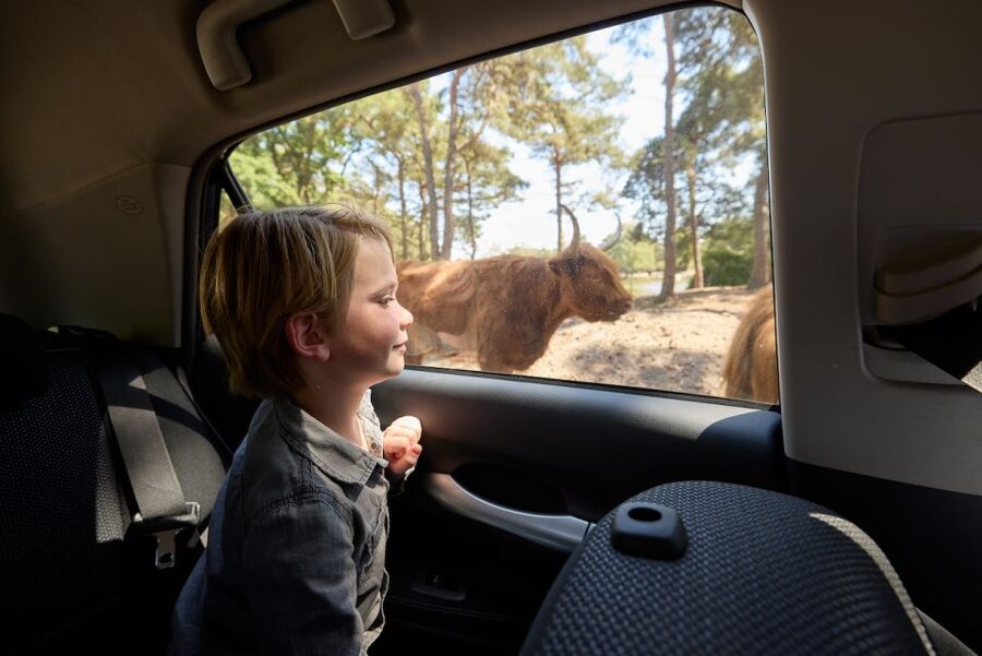 Hilvarenbeek: Safaripark Beekse Bergen Entry Ticket - Three ways to see Beekse Bergen