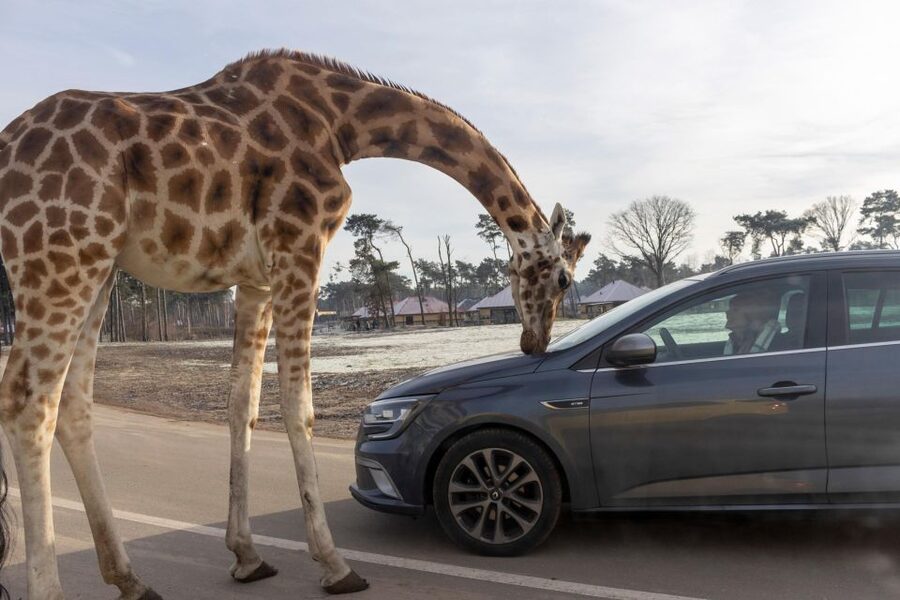 Hilvarenbeek: Safaripark Beekse Bergen Entry Ticket - Booking, cancellation, and practical rules