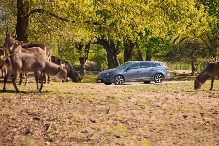 Hilvarenbeek: Safaripark Beekse Bergen Entry Ticket - The car safari gives you control, with a real risk