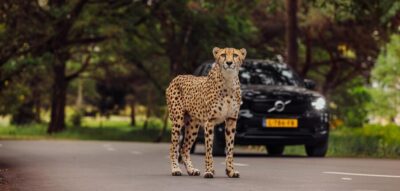 Hilvarenbeek: Safaripark Beekse Bergen Entry Ticket