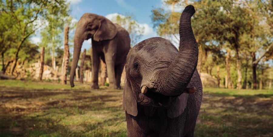 Hilvarenbeek: Safaripark Beekse Bergen Entry Ticket - What animals you can expect to see