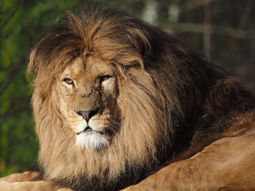Hilvarenbeek: Safaripark Beekse Bergen Entry Ticket - Who will enjoy this most
