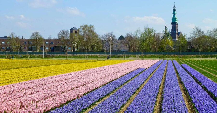 Keukenhof: Flower Fields Small-Group Cultural Bike Tour - Photo stops, viewpoints, and local details