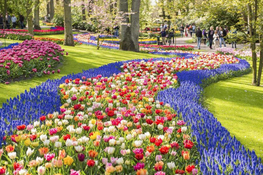Keukenhof: Flower Fields Small-Group Cultural Bike Tour - Tulip Experience Amsterdam and its 700 varieties