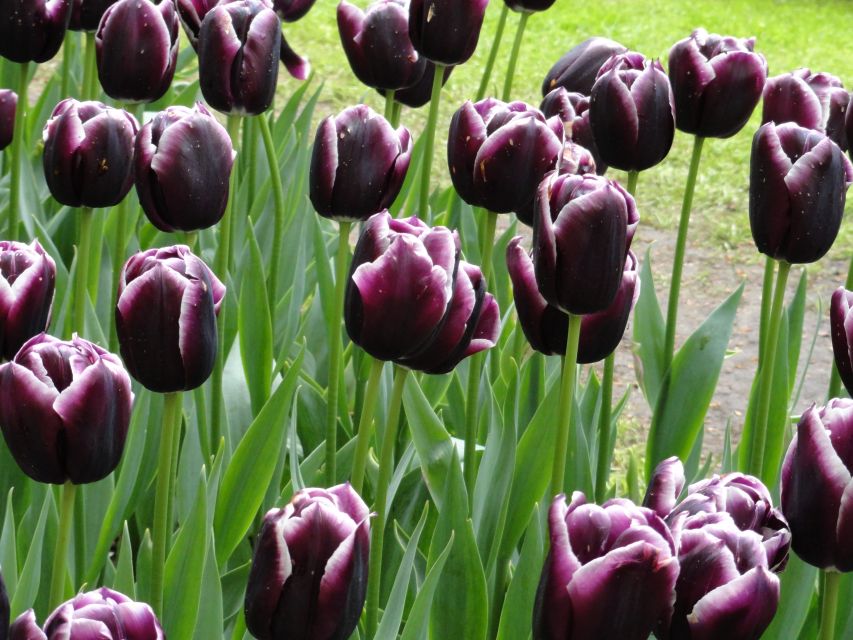 Keukenhof: Flower Fields Small-Group Cultural Bike Tour - When the flowers are at their best