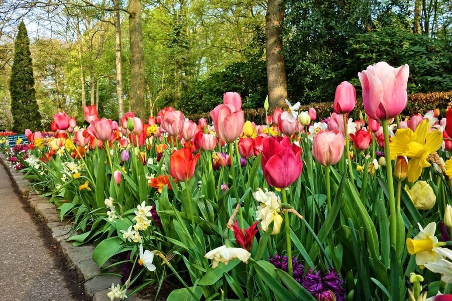Keukenhof Gardens and Tulip Experience Tour from Amsterdam - The Tulip Experience: one hour of useful context
