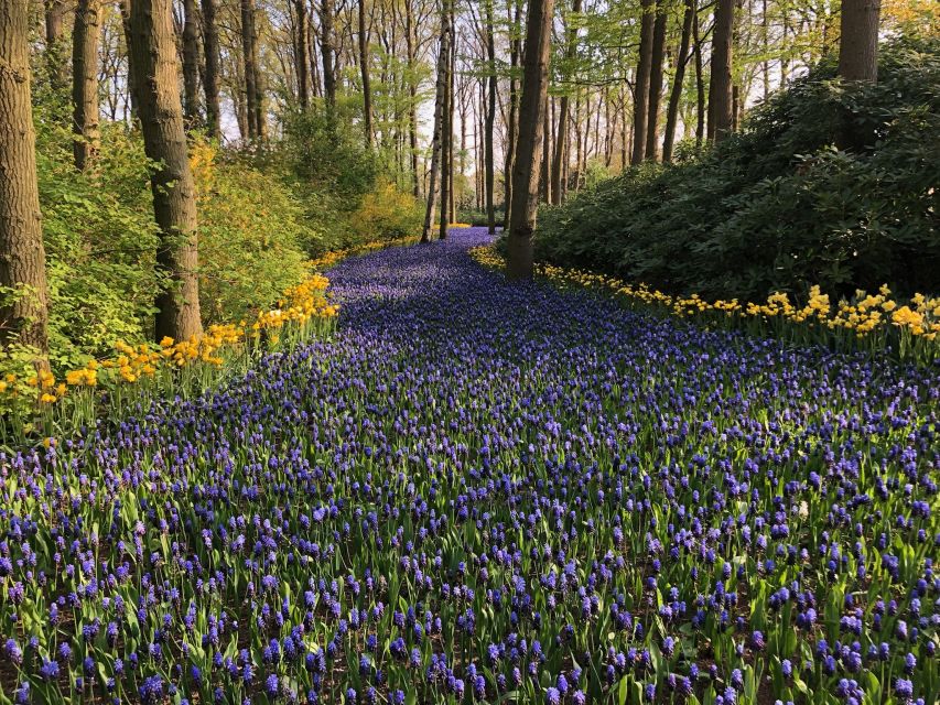 Keukenhof, Tulip Farm, Flower Fields & Windmills - Who will get the most from this tour
