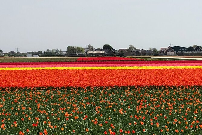 Keukenhof, Tulip Farm, Flower Fields & Zaanse Schans Windmills - A Private Vehicle Instead of a Group Coach