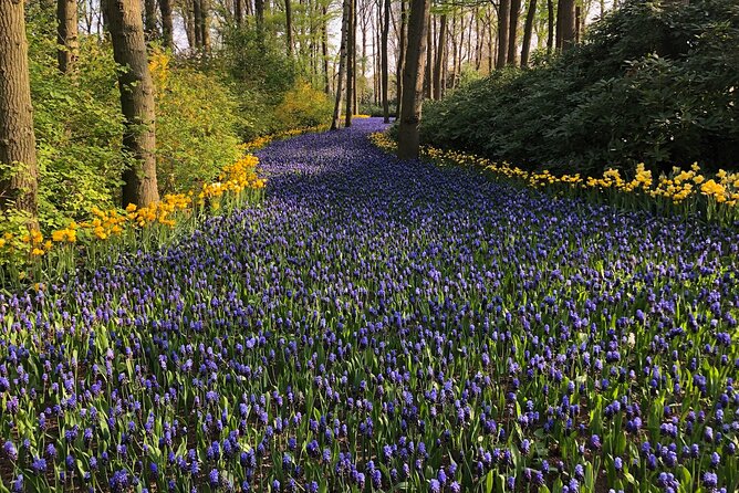 Keukenhof, Tulip Farm, Flower Fields & Zaanse Schans Windmills - Flower Fields and the Tulip Farm Stop