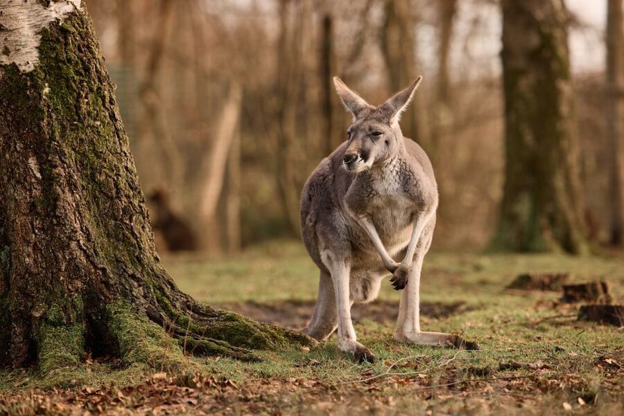 Leewarden: AquaZoo Entry Ticket - Pere David’s deer tell an important conservation story