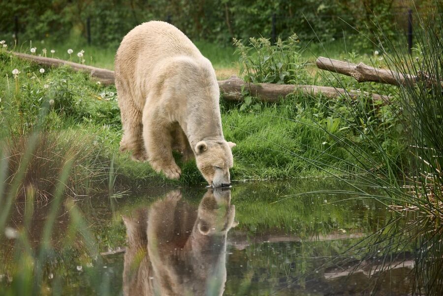 Leewarden: AquaZoo Entry Ticket - Red pandas and smaller animals reward a slower pace