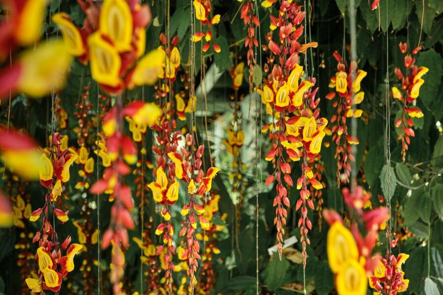 Leiden: Hortus Botanicus Entry Ticket - Glasshouses filled with Southeast Asian plants