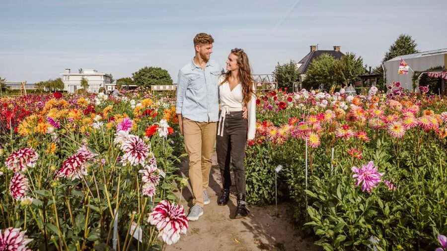 Lisse: Drive-it-Yourself Summer Flower GPS Audio Tour - Why summer is the right season for this flower route