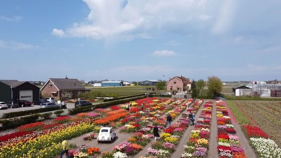 Lisse: Enjoy the Tulip Fields by Bike with a Local Guide! - Families, children, and bicycle comfort