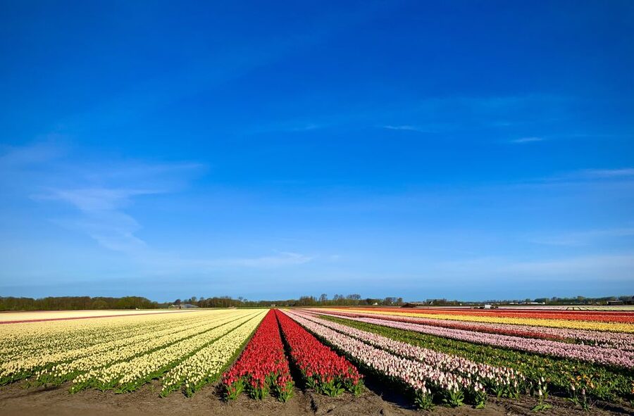 Lisse: Enjoy the Tulip Fields by Bike with a Local Guide! - Is the $58 price fair?