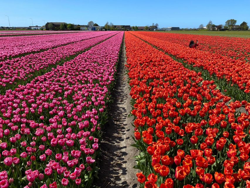 Lisse: Enjoy the Tulip Fields by Bike with a Local Guide! - Who will enjoy this ride most?