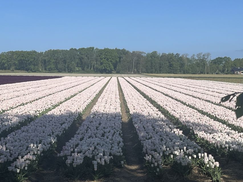 Lisse: Enjoy the Tulip Fields by Bike with a Local Guide! - Lisse village and St. Agatha Church