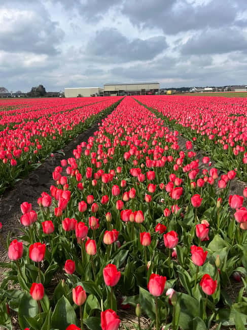 Lisse: Private Tulip Fields Tour with a Local Guide 1h Tour - Practical details for a comfortable visit