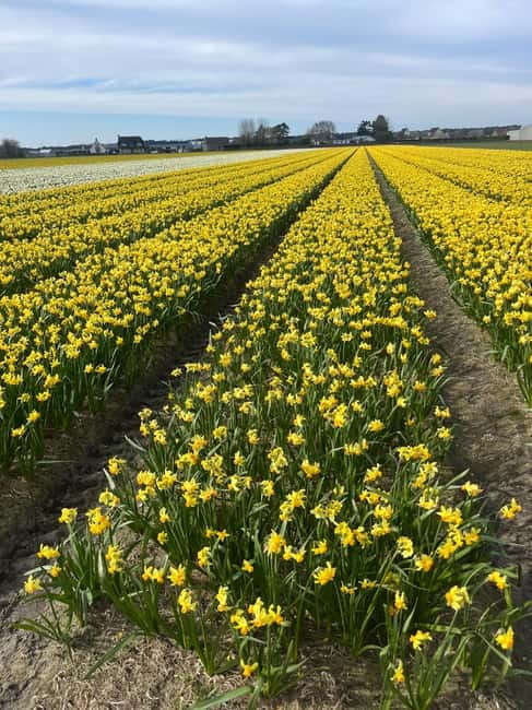 Lisse: Private Tulip Fields Tour with a Local Guide 1h Tour - Photos, videos, and the value of a helpful guide