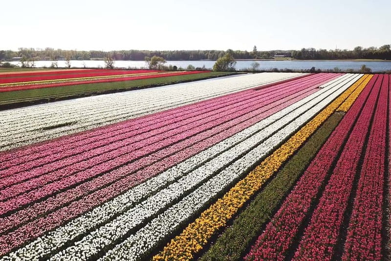 Lisse: Self-Guided Tulip Fields GPS Audio Tour - The audio guide keeps the ride from feeling aimless