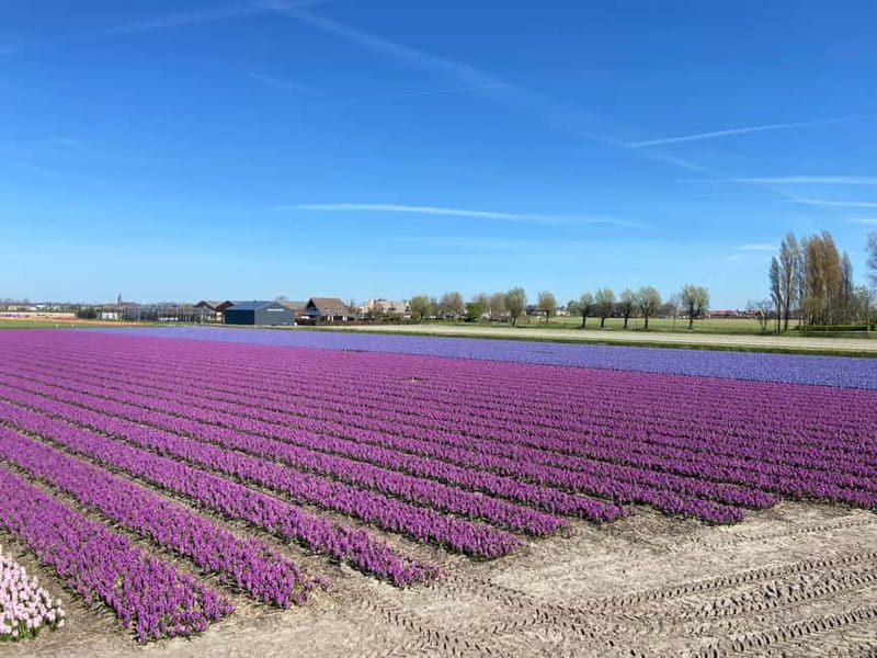 Lisse: Self-Guided Tulip Fields GPS Audio Tour - Photo stops, flowers, and the best time to go