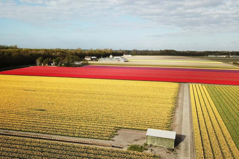 Lisse: Self-Guided Tulip Fields GPS Audio Tour - The flower-bulb farm adds local context