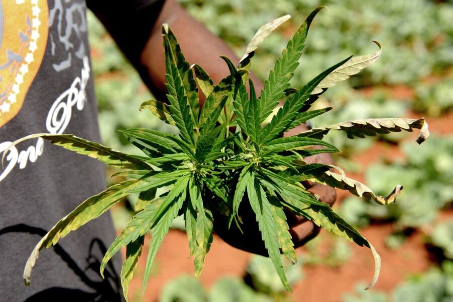 Mike Tyson inspired cannabis tour PRIVATE - Learning the rules before entering coffee shops