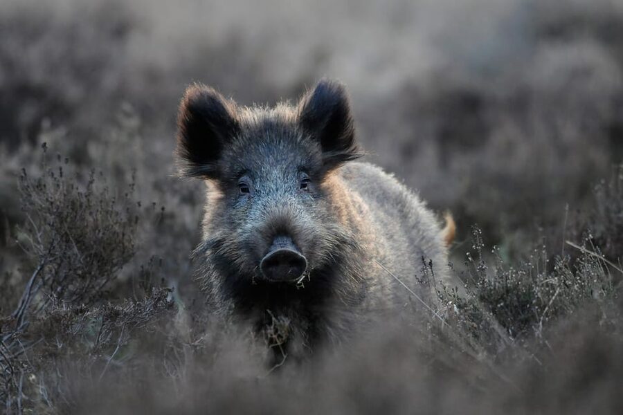 Otterlo: De Hoge Veluwe National Park Entry Ticket - Why This Park Feels Different From a Typical Nature Visit