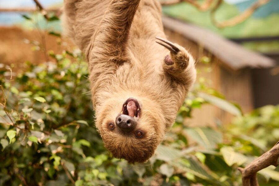 Overloon: ZooParc Entrance Ticket - Key points to know before you go