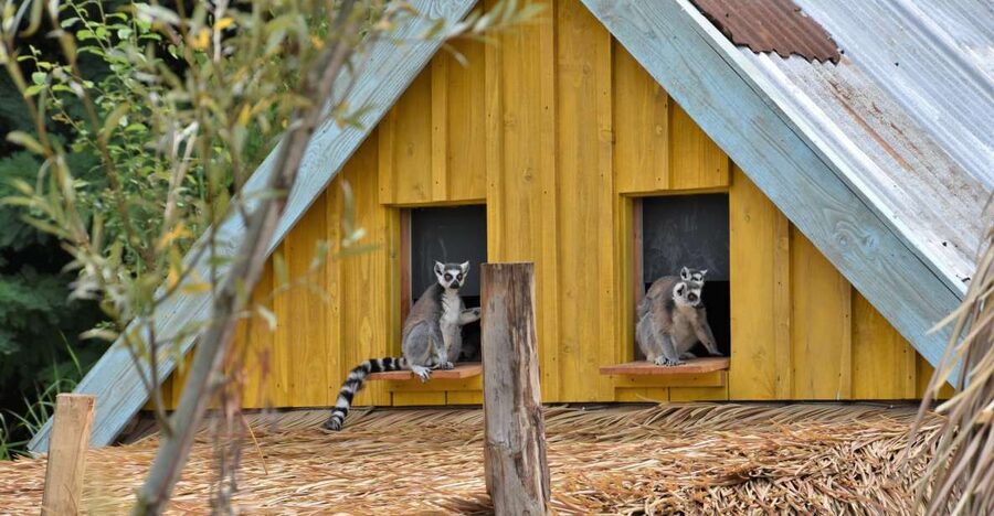 Overloon: ZooParc Entrance Ticket - Madidi completes the South American route