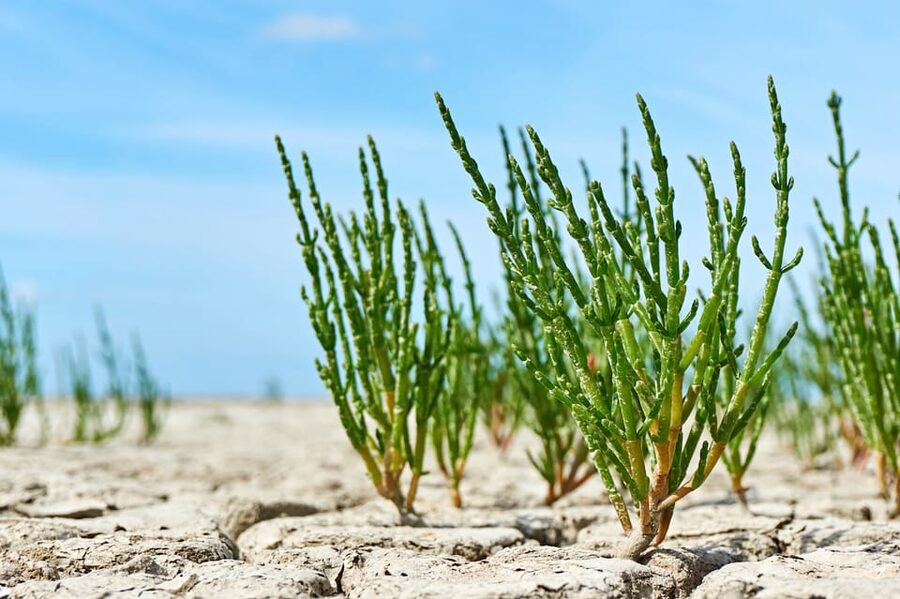 Pieterburen: Wadden Sea Mudflats Guided Walking Tour - Should you book the Pieterburen mudflat tour?