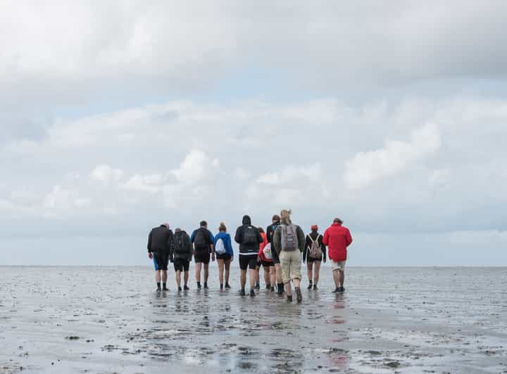 Pieterburen: Wadden Sea Mudflats Guided Walking Tour - Walking into the Wadden Sea from Westernieland