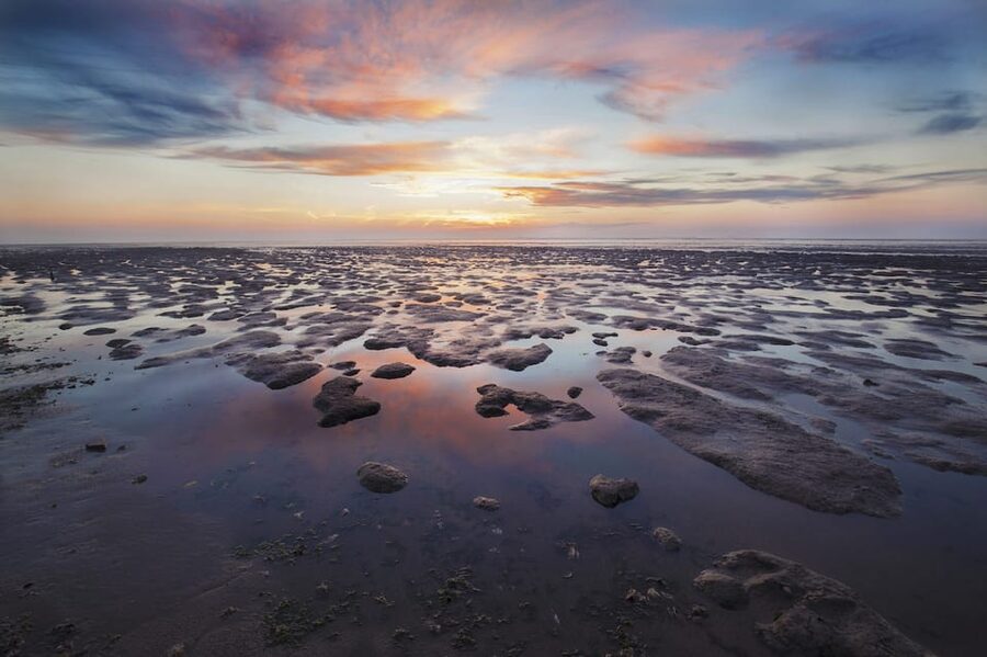 Pieterburen: Wadden Sea Mudflats Guided Walking Tour - Looking for birds and seals on the mudflats