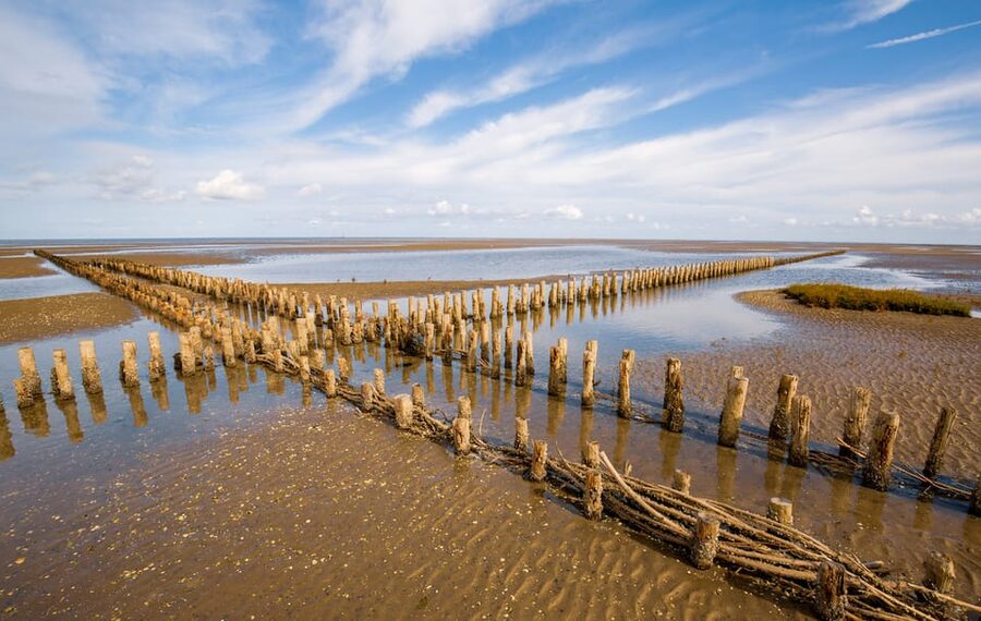 Pieterburen: Wadden Sea Mudflats Guided Walking Tour - Why the guide matters here