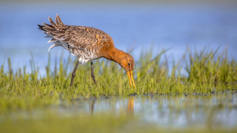 Pieterburen: Wadden Sea Mudflats Guided Walking Tour - Cost, transport, and who gets good value