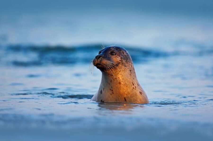 Pieterburen: Wadden Sea Mudflats Guided Walking Tour - What to pack for a muddy day