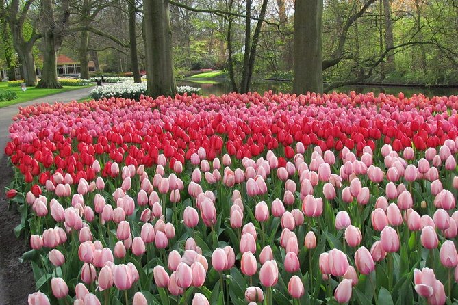 Private Day Trip from Amsterdam to Keukenhof with Entrance Tickets - Finding the best photo spots