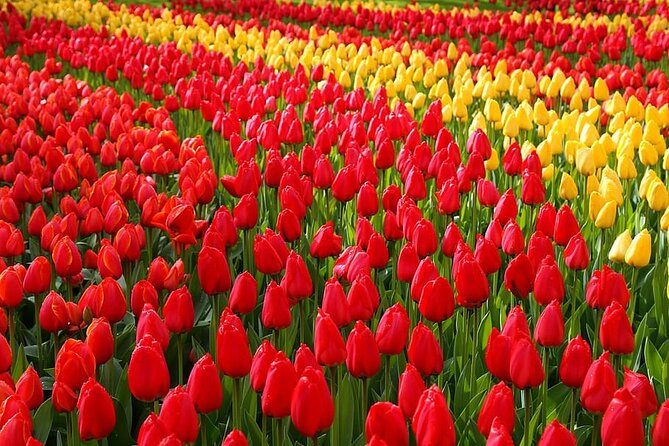 Private Day Trip to Keukenhof Gardens with Entrance Tickets - Why Keukenhof is worth the trip from Amsterdam