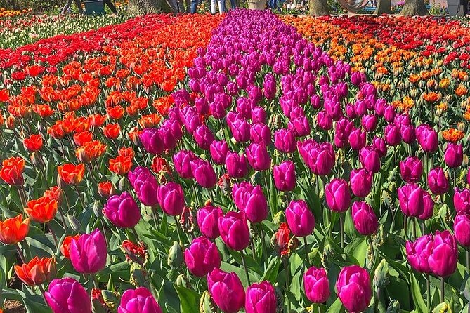 Private Day Trip to Keukenhof Gardens with Entrance Tickets - Who will enjoy this Keukenhof outing most?